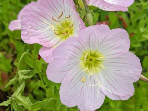 Oenothera speciosa