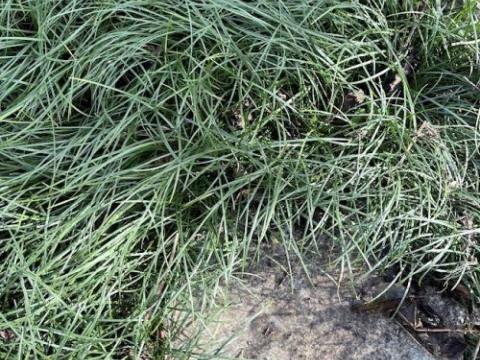 Ophiopogon bodinieri