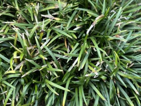 Ophiopogon japonicus 'Minor'