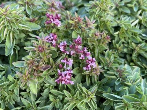 Origanum vulgare 'Compactum'