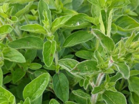 Origanum vulgare ssp. hirtum