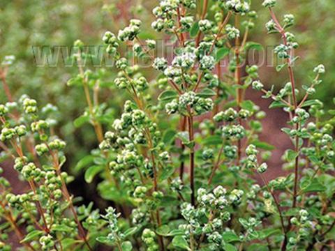 Origanum majorana MARJOLEIN