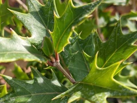 Osmanthus heterophyllus