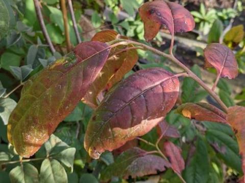 Oxydendrum arboreum