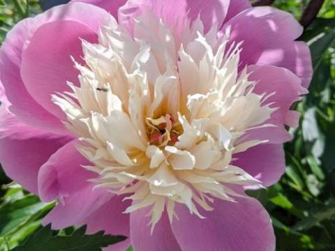 Paeonia Lact. 'Bowl of Beauty'