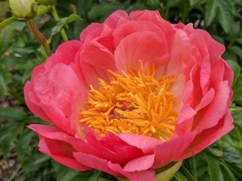 Paeonia Lact. 'Coral Sunset'