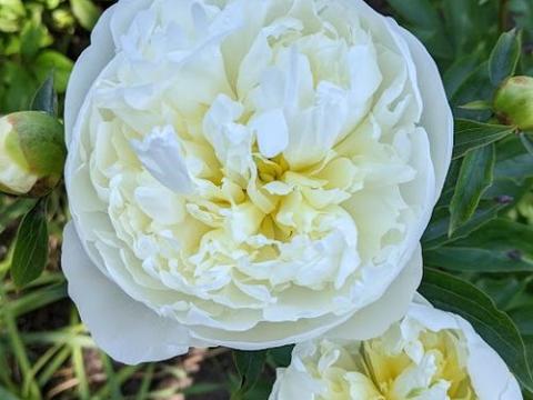 Paeonia Lact. 'Duchesse de Nemours'