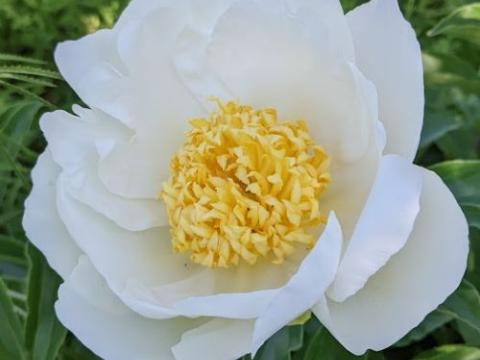 Paeonia Lact. 'Jan Van Leeuwen'