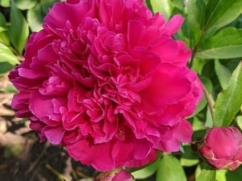 Paeonia Lact. 'Karl Rosenfield'