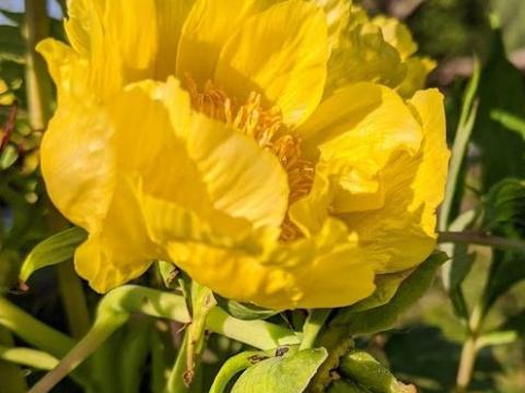 Paeonia lutea ludlowii