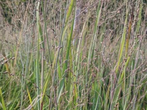 Panicum virgatum 'Cardinal'