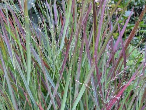 Panicum virgatum 'Cheyenne Sky'