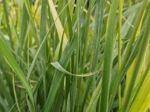 Panicum virgatum 'Dallas Blues'