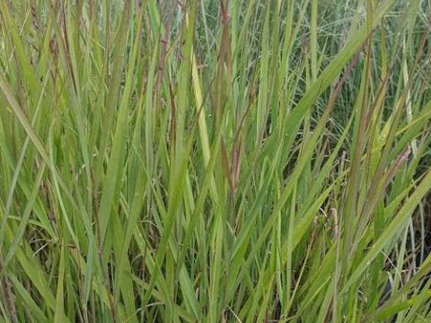 Panicum amarum 'Dewey Blue'