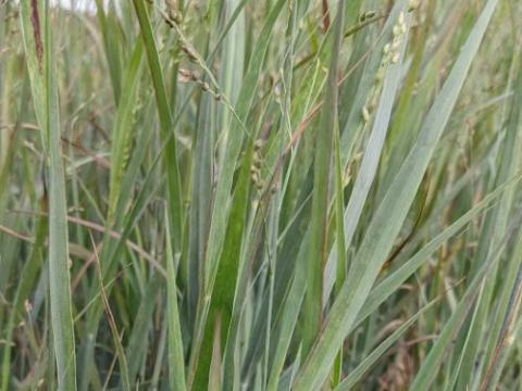 Panicum virgatum 'Heavy Metal'