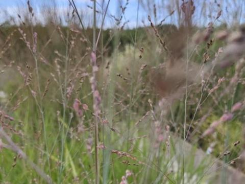 Panicum virgatum 'Heiliger Hain'