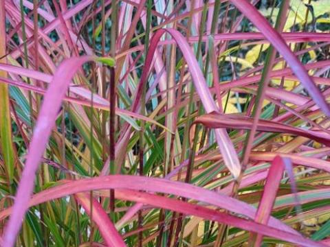 Panicum virgatum 'Kurt Bluemel'