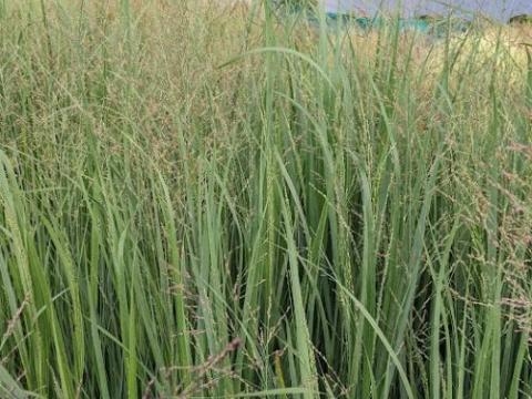 Panicum virgatum 'Northwind'