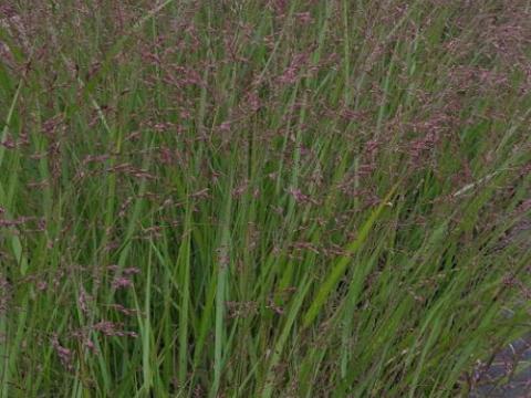 Panicum virgatum 'Red Cloud'