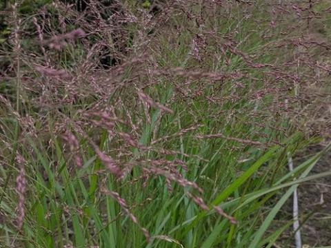 Panicum virgatum 'Rehbraun'