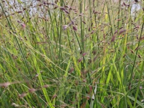 Panicum virgatum 'Rotstrahlbusch'
