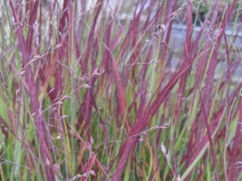 Panicum virgatum 'Sangria' PBR