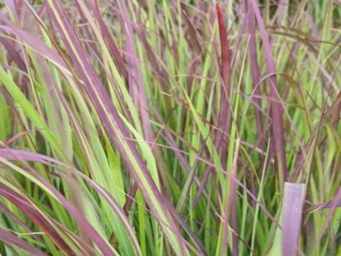 Panicum virgatum 'Shenandoah'
