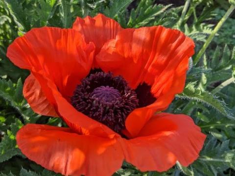 Papaver orientale 'Allegro'