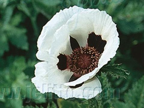 Papaver orientale 'Royal Wedding'