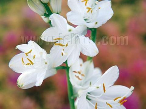 Paradisea lusitanica