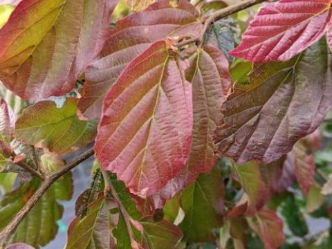 Parrotia persica 'Bella'