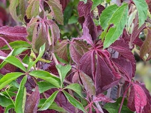 Parthenocissus quinquefolia