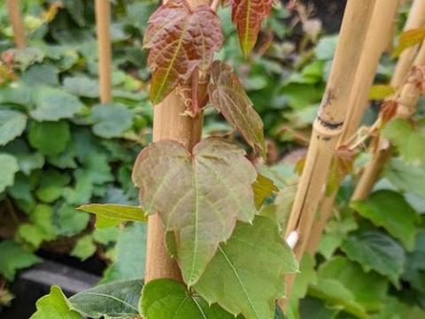 Parthenocissus tri.  'Veitchii'