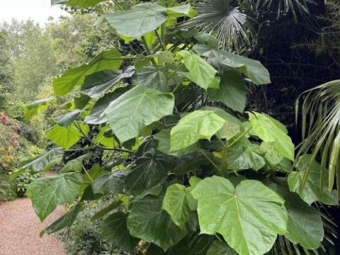Paulownia tomentosa