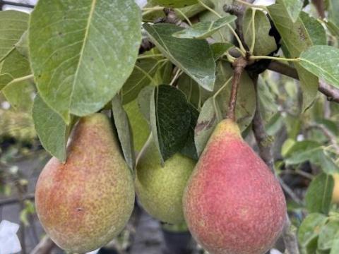 PEER Clapp's Favourite