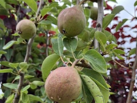 PEER Bon Cretien  Williams