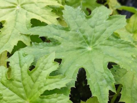 Peltoboykinia watanabei