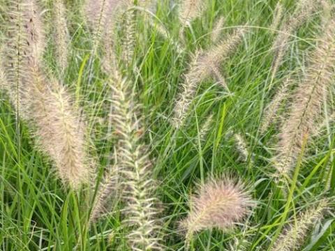 Pennisetum alopecuroides (gescheurde)