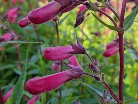Penstemon 'Andenken an F.Hahn' (Garnet)