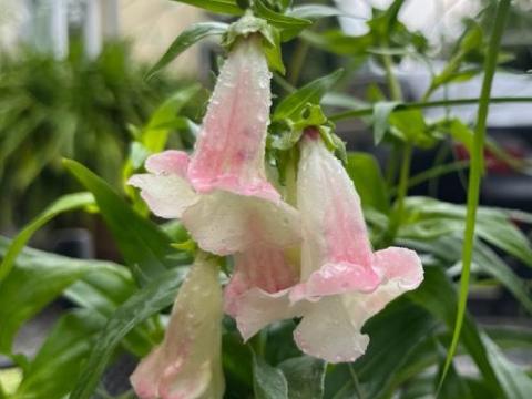 Penstemon 'Apple Blossom'