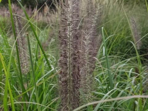 Pennisetum alo. 'Black Beauty'