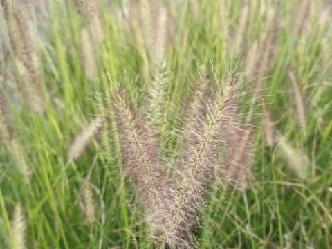 Pennisetum alo. 'Cassian'