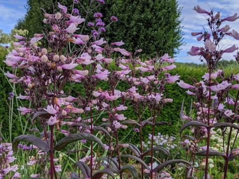 Penstemon 'Dark Towers' PBR