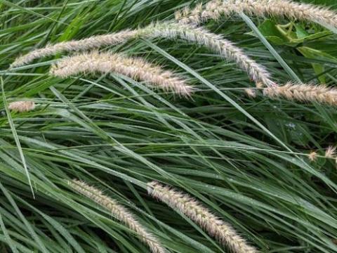 Pennisetum orientale 'Fairy Tails'