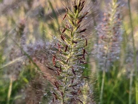 Pennisetum alo. 'Hameln'