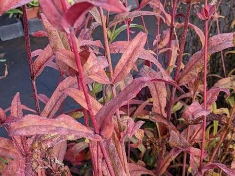 Penstemon digitalis 'Huskers Red'