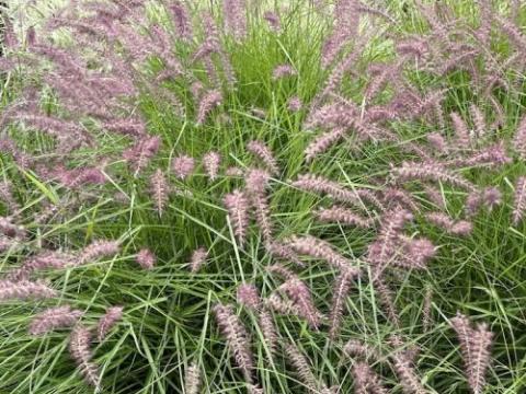 Pennisetum orientale Karley Rose' PBR
