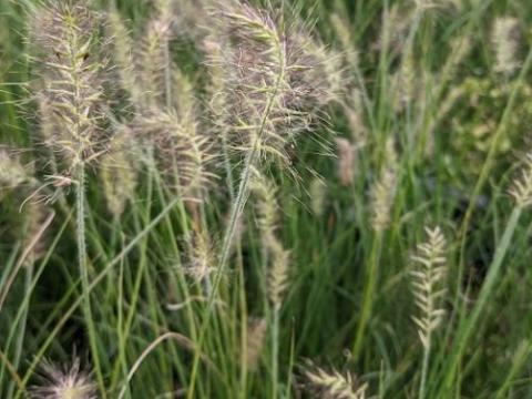 Pennisetum alo. 'Little Bunny'