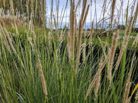 Pennisetum macrourum