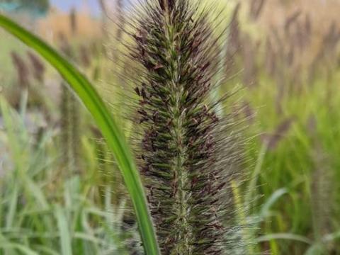 Pennisetum alo. 'Moudry'